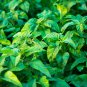 Jamaican CALLALOO - 100 Seeds
