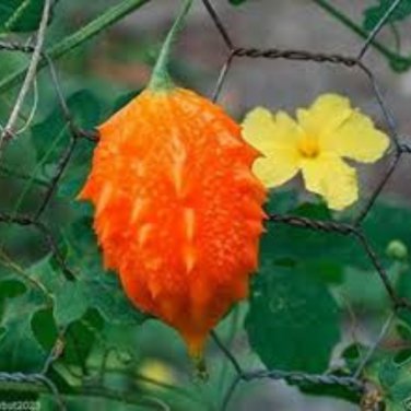 Jamaican Cerasee Gold Bitter Melon - 6 Seeds