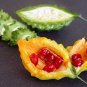Jamaican Cerasee Gold Bitter Melon - 6 Seeds