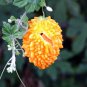 Jamaican Cerasee Gold Bitter Melon - 6 Seeds