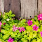 Jams 'N Jellies American Pie Mixture Vinca - 10 Seeds