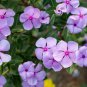 Jams 'N Jellies American Pie Mixture Vinca - 10 Seeds