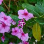 Jams 'N Jellies American Pie Mixture Vinca - 10 Seeds