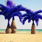 Japan Blue Bottle Palm Plants Multi-Color Exotic Plants Tree Balcony Bonsai - 20