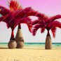 Japan Blue Bottle Palm Plants Multi-Color Exotic Plants Tree Balcony Bonsai - 20