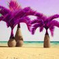 Japan Blue Bottle Palm Plants Multi-Color Exotic Plants Tree Balcony Bonsai - 20