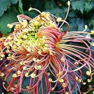 Japan Spider Chrysanthemums Flowers - 100 Seeds