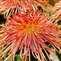 Japan Spider Chrysanthemums Flowers - 100 Seeds
