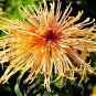 Japan Spider Chrysanthemums Flowers - 100 Seeds