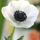 Japanese Anemone Flower Planting Office Miniplants - 50 Seeds