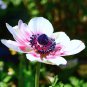 Japanese Anemone Flower Planting Office Miniplants - 50 Seeds
