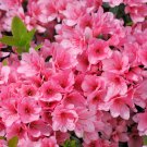 Japanese Azalea Seeds Dark Red Rhododendron Azalea Flowers - 100 Seeds Japanese Azalea Seeds Dark Red Rhododendron Azalea Flowers - 100 Seeds