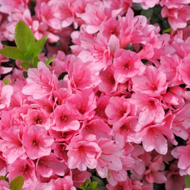 Japanese Azalea Seeds Dark Red Rhododendron Azalea Flowers - 100 Seeds