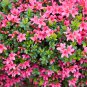 Japanese Azalea Seeds Dark Red Rhododendron Azalea Flowers - 100 Seeds