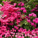 Japanese Azalea Rhododendron Azalea Perennial Flowers Seeds Pink Flower - 20 See Japanese Azalea Rhododendron Azalea Perennial Flowers Seeds Pink Flower - 20 See
