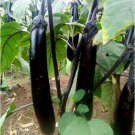 Japanese Black Long Eggplant - 1000 Seeds Japanese Black Long Eggplant - 1000 Seeds
