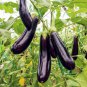 Japanese Black Long Eggplant - 1000 Seeds