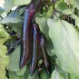 Japanese Black Long Eggplant - 1000 Seeds