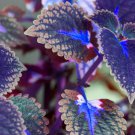Japanese Bonsai Blue Coleus Plant Foliage Plants Perfect Color Dragon Beautiful