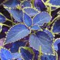 Japanese Bonsai Blue Coleus Plant Foliage Plants Perfect Color Dragon Beautiful