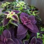 Janpanse Bonsai Coleus Plant Rainbow Dragon Foliage Plants - 100 Seeds