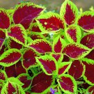 Janpanese Bonsai Coleus Plant Rainbow Dragon Foliage Plant - 100 Seeds Janpanese Bonsai Coleus Plant Rainbow Dragon Foliage Plant - 100 Seeds