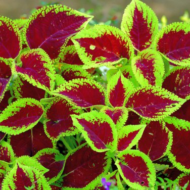 Janpanese Bonsai Coleus Plant Rainbow Dragon Foliage Plant - 100 Seeds