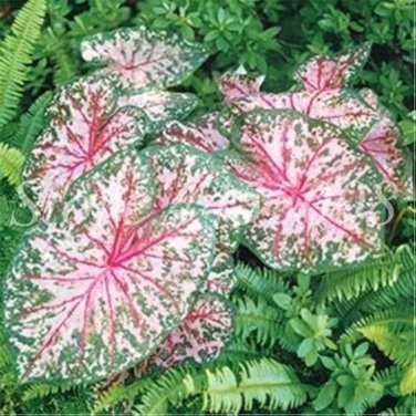 Japanese Caladium Bicolor - 100 Seeds