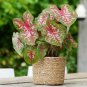 Japanese Caladium Bicolor - 100 Seeds