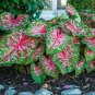 Japanese Caladium Bicolor - 100 Seeds