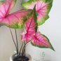 Japanese Caladium Seeds Mixed 9 Varieties of Plants - 50 Seeds