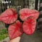 Japanese Caladium Seeds Mixed 9 Varieties of Plants - 50 Seeds