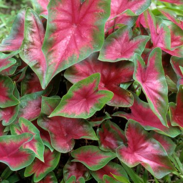 Japanese Caladium Seeds Dark Red Leaves with Dark Green Edge - 50 Seeds