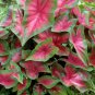Japanese Caladium Seeds Dark Red Leaves with Dark Green Edge - 50 Seeds