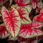 Japanese Caladium Seeds Dark Red Leaves with Dark Green Edge - 50 Seeds