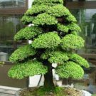 Japanese Cedar Tree Bonsai Resistant to Cold Evergreen Cedar Tree for Home - 100 Japanese Cedar Tree Bonsai Resistant to Cold Evergreen Cedar Tree for Home - 100
