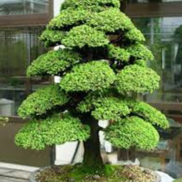 Japanese Cedar Tree Bonsai Resistant to Cold Evergreen Cedar Tree for Home - 100