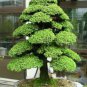 Japanese Cedar Tree Bonsai Resistant to Cold Evergreen Cedar Tree for Home - 100