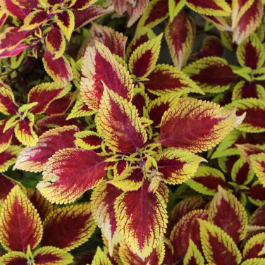 Janpanese Coleus Blumei - 50 Seeds