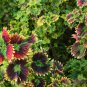Janpanese Coleus Blumei - 50 Seeds