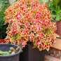 Japanese Coleus Plant - 100 Seeds