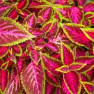 Janpanse Colorful Coleus - 50 Seedss