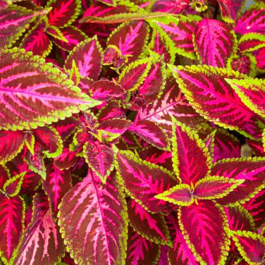 Janpanse Colorful Coleus - 50 Seedss