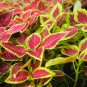 Janpanse Colorful Coleus - 50 Seedss