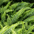 Japanese Creeper Boston Fern Seeds Mixed 9 Types  - 100 Seeds