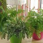 Japanese Creeper Boston Fern Seeds Mixed 9 Types - 100 Seeds