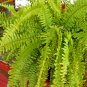 Japanese Creeper Boston Fern Seeds Mixed 9 Types - 100 Seeds