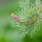 Japanese Five Needle Pine - 50 Seeds