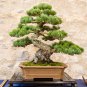 Japanese Five Needle Pine - 50 Seeds