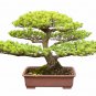 Japanese Five Needle Pine - 50 Seeds